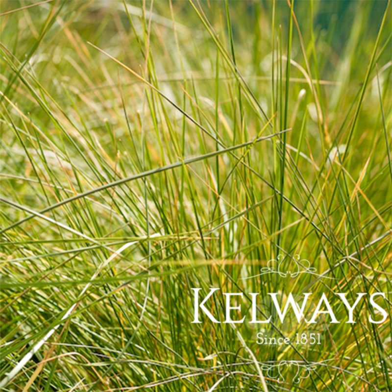 Deschampsia cespitosa