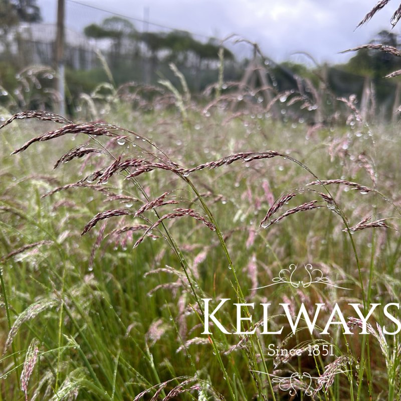 Deschampsia flexuosa