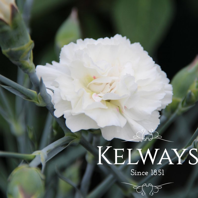 Dianthus 'Alan Titchmarsh' (p)