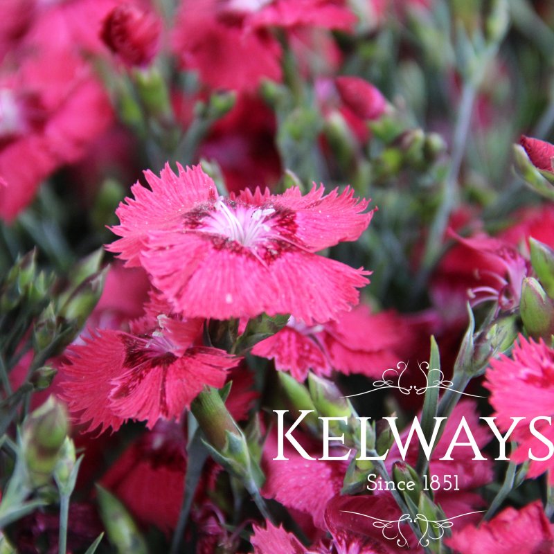 Dianthus 'Dixie Deep Rose'