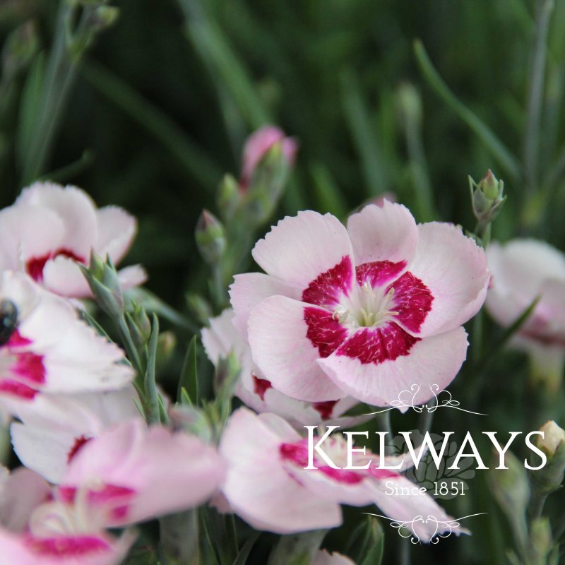 Dianthus 'Dixie White Red Bicolor'