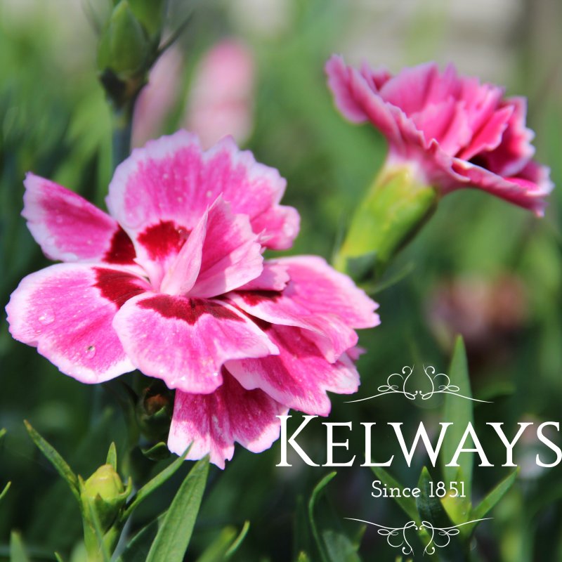 Dianthus ESTA IMPROVED ('Koes' PBR)