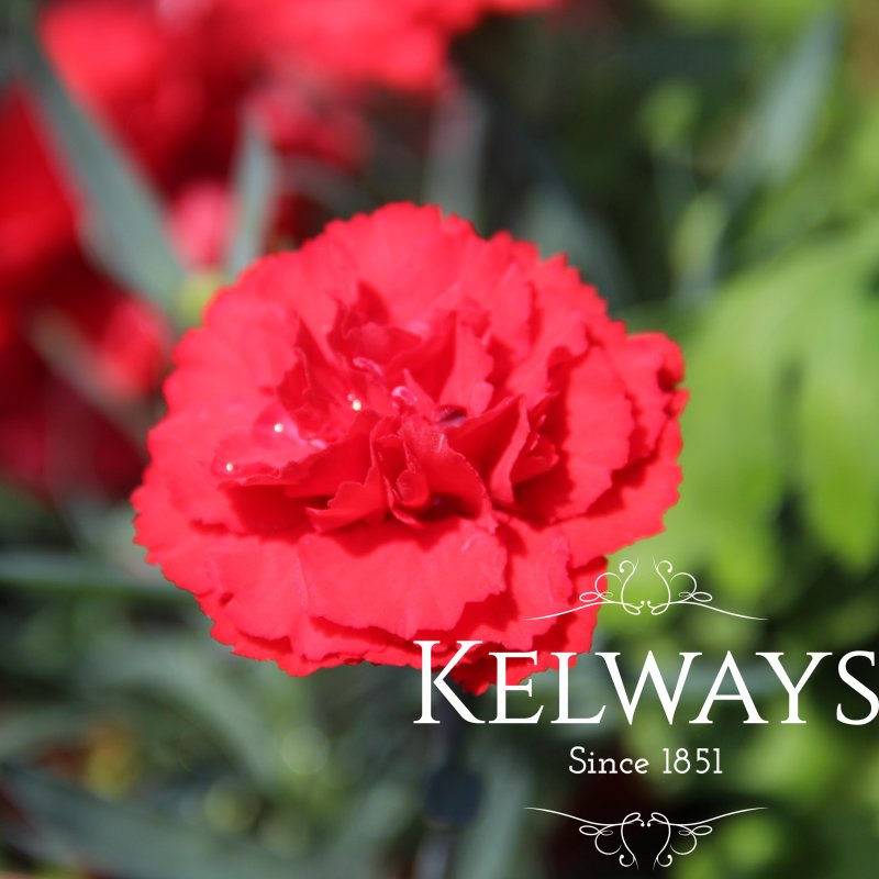 Dianthus NAPOLI ('Hilpoli') (pf)