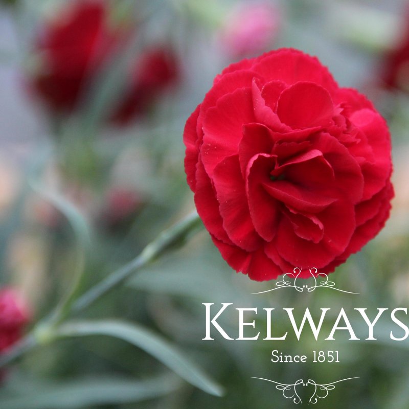 Dianthus PASSION ('Wp Passion' PBR) (Scent First Series) (p)