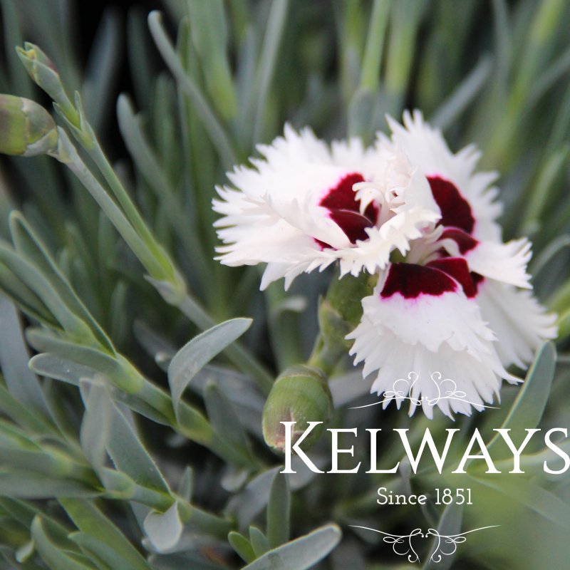 Dianthus STARGAZER ('Wp13 Gil05' PBR) (Whetman Stars Series) (p)