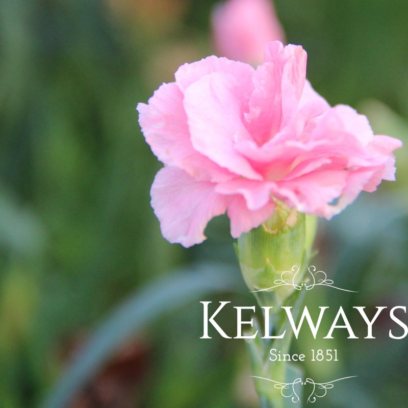 Dianthus 'Sunflor Orinoco' (Sunflor Series)