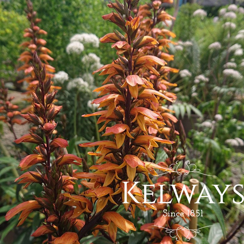 Digitalis canariensis