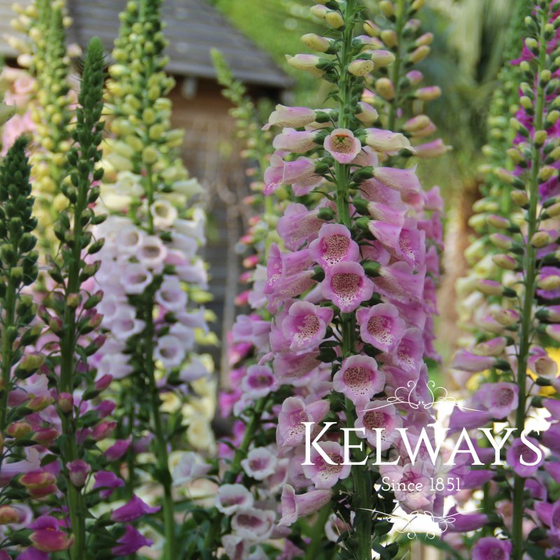 Digitalis purpurea Excelsior Group