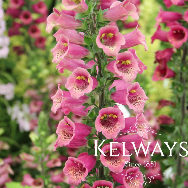 Digitalis x valinii Foxlight Plum Gold ('Takfoplgo') (Foxlight Series)