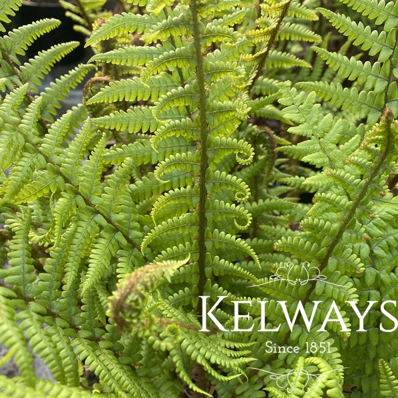 Dryopteris affinis