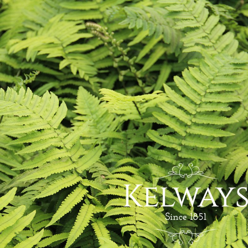 Dryopteris cycadina