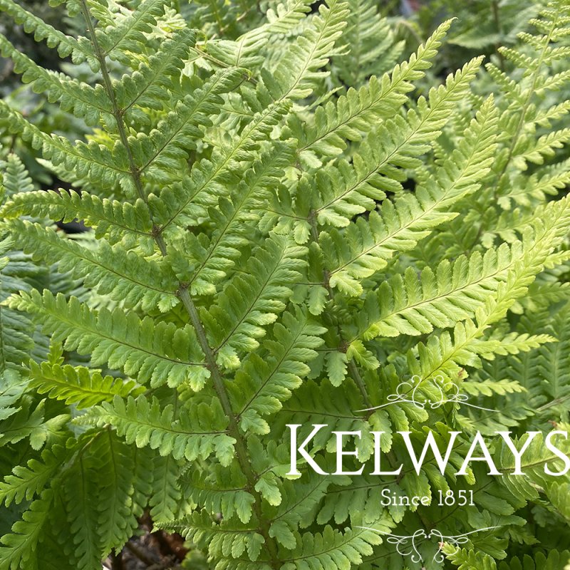 Dryopteris filix-mas