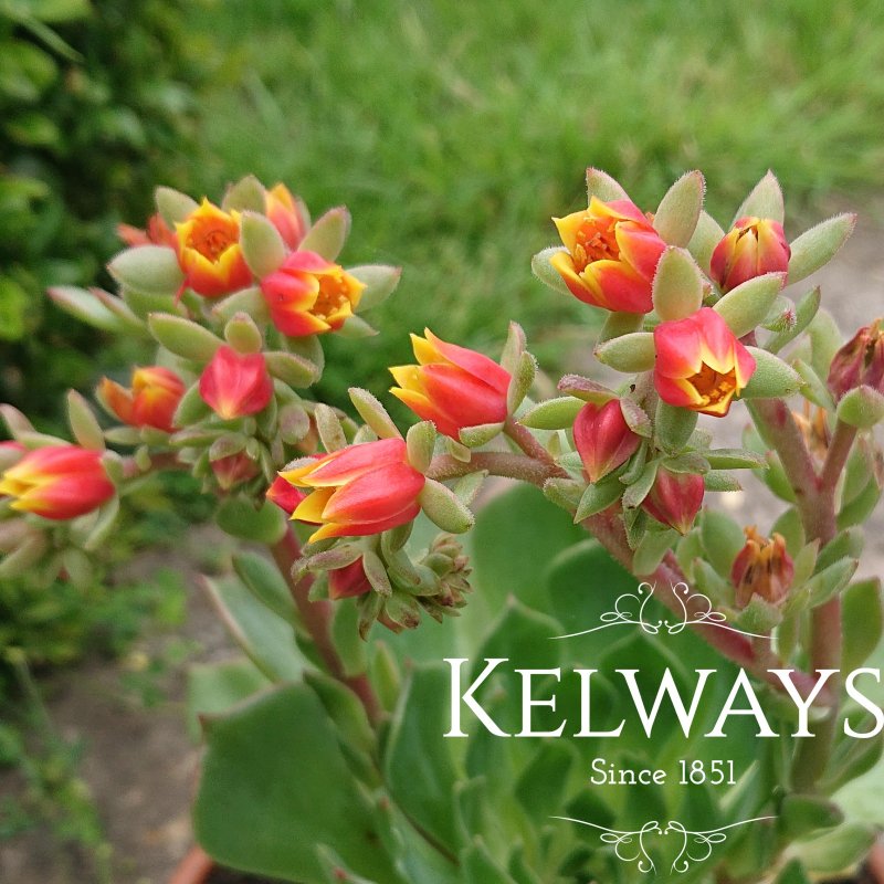 Echeveria setosa