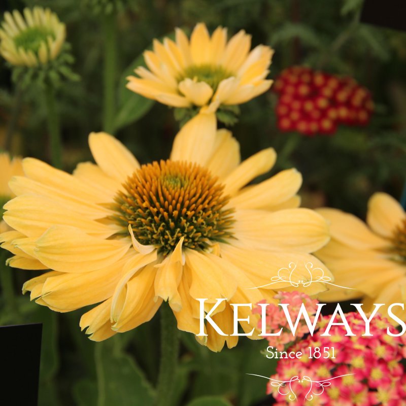 Echinacea 'Aloha' PBR