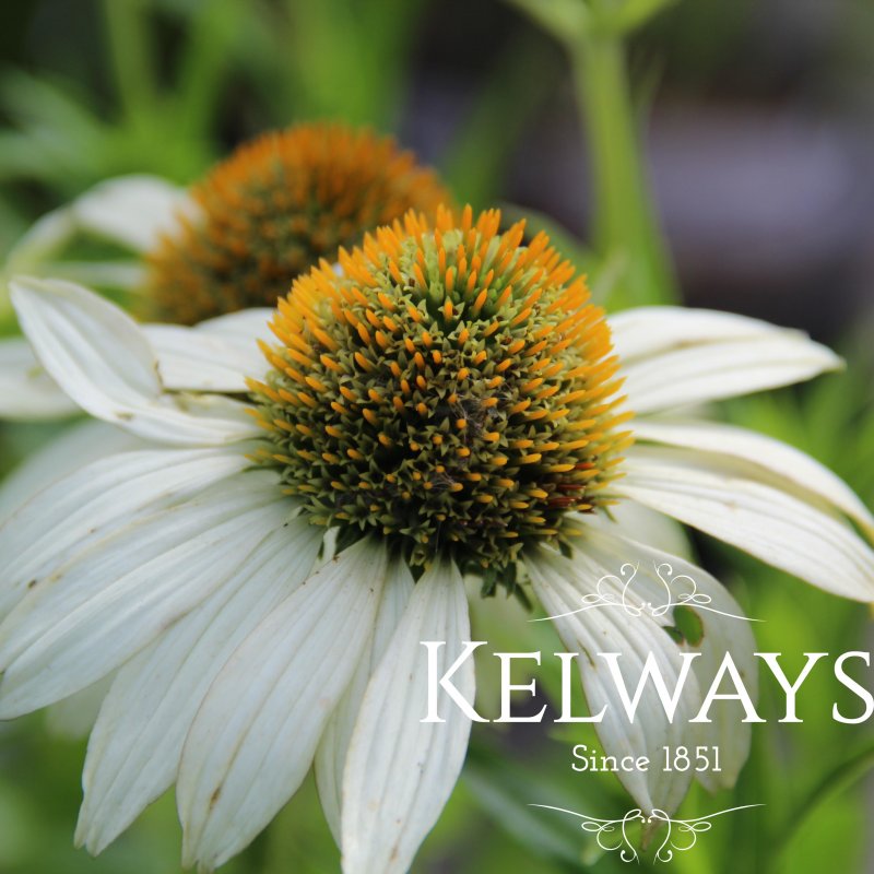 Echinacea 'Champagne Bubbles'