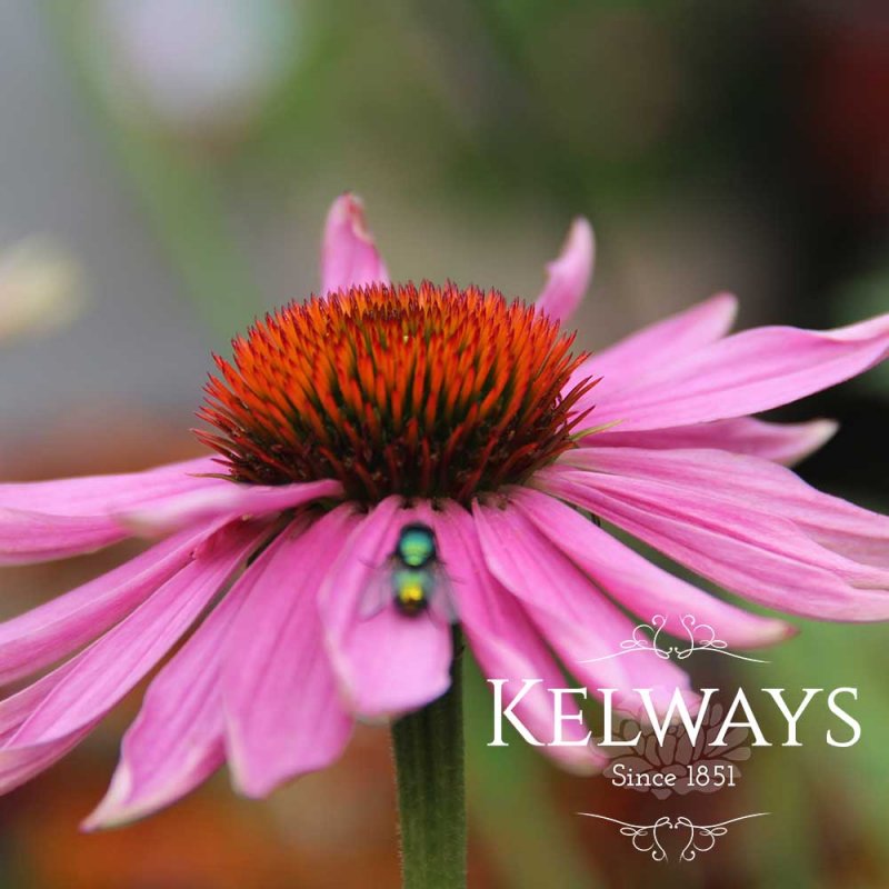 Echinacea purpurea 'Doubledecker'