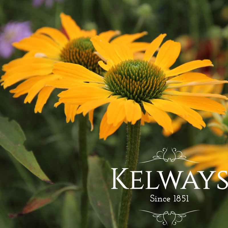 Echinacea GOLDEN SKIPPER ('Echglo243' PBR) (Butterfly Series)