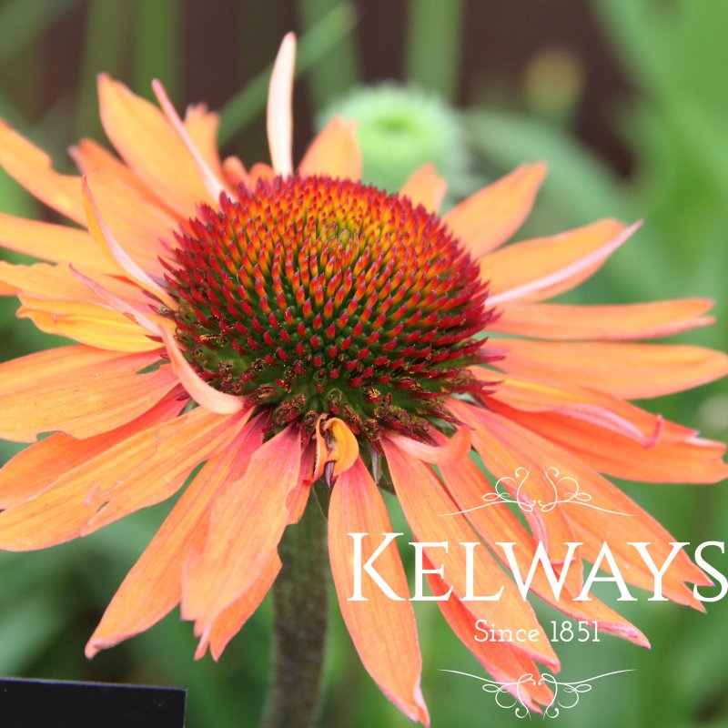 Echinacea 'Hot Lava' PBR