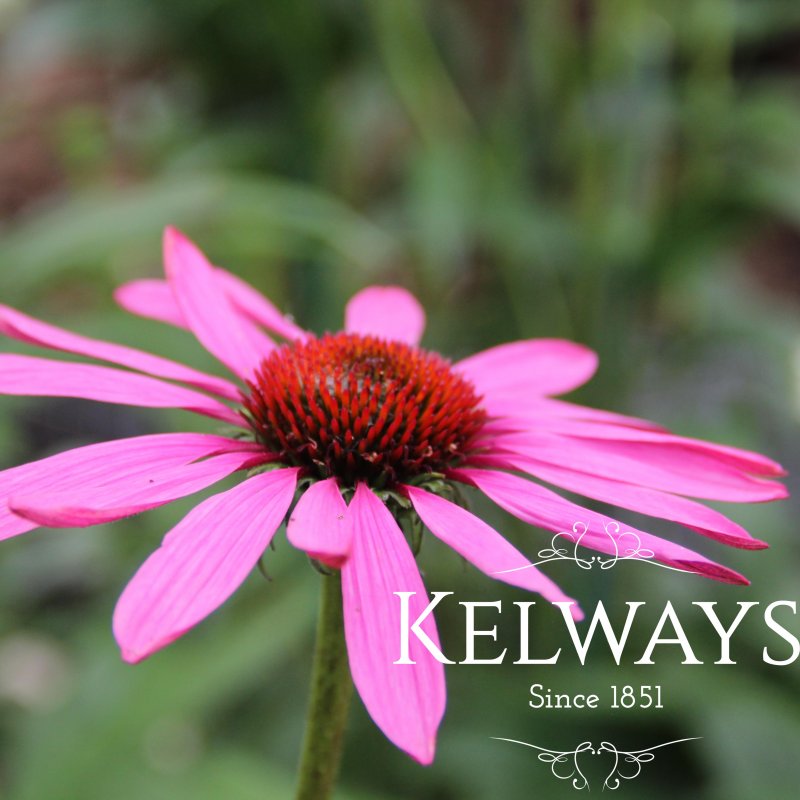 Echinacea purpurea 'Rubinstern'