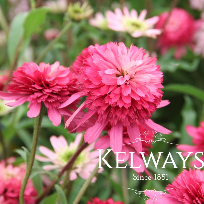 Echinacea purpurea 'Southern Belle' PBR (Cone-fections Series) (d)