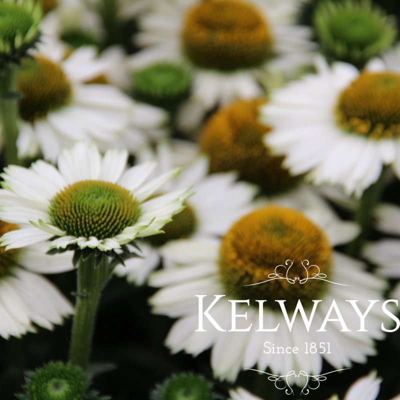 Echinacea SUNSEEKERS WHITE ('Apecssiwh') (SunSeekers Series)