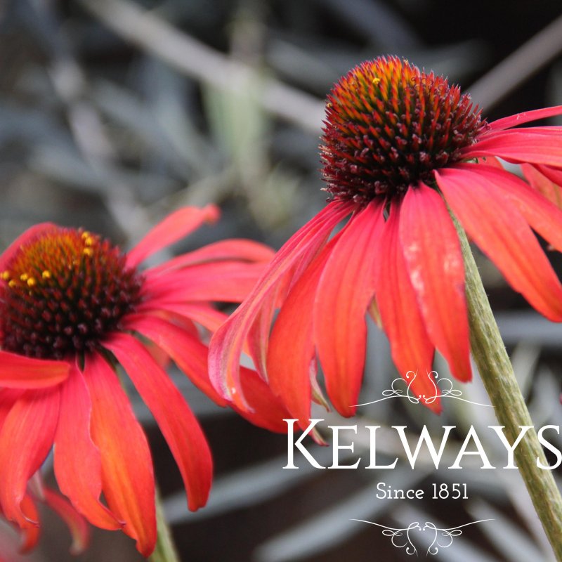 Echinacea 'Tomato Soup' PBR