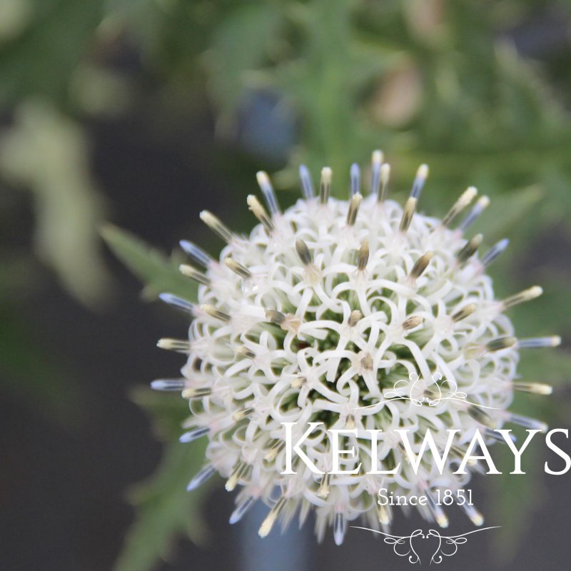 Echinops sphaerocephalus 'Arctic Glow'