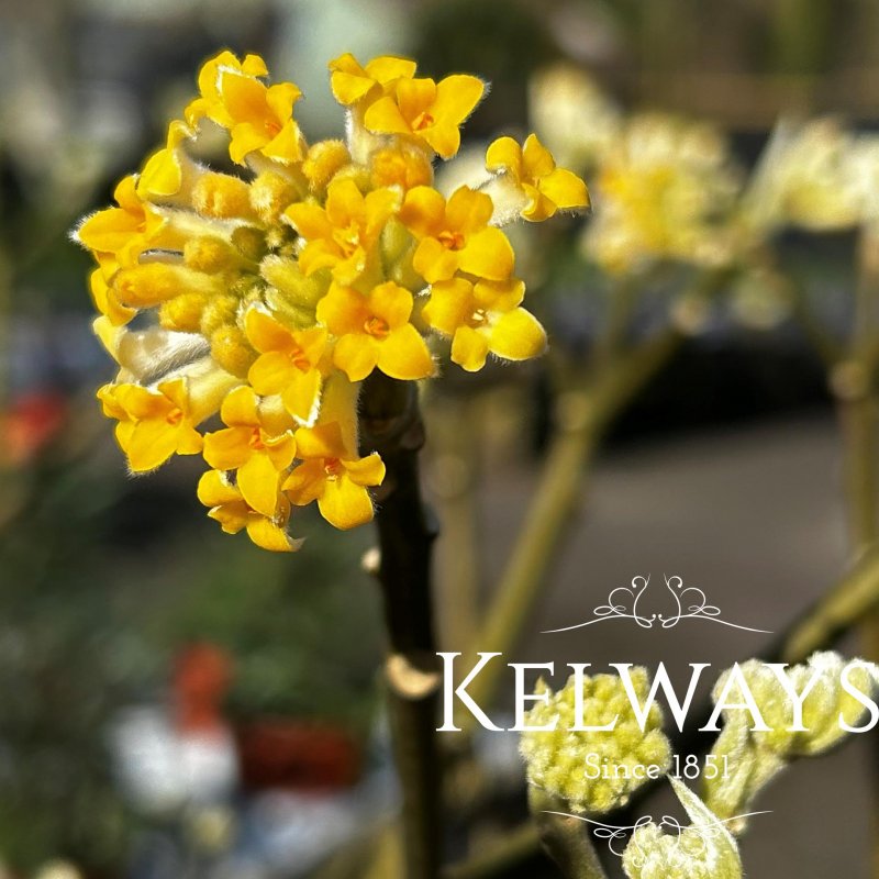 Edgeworthia chrysantha 'Grandiflora'