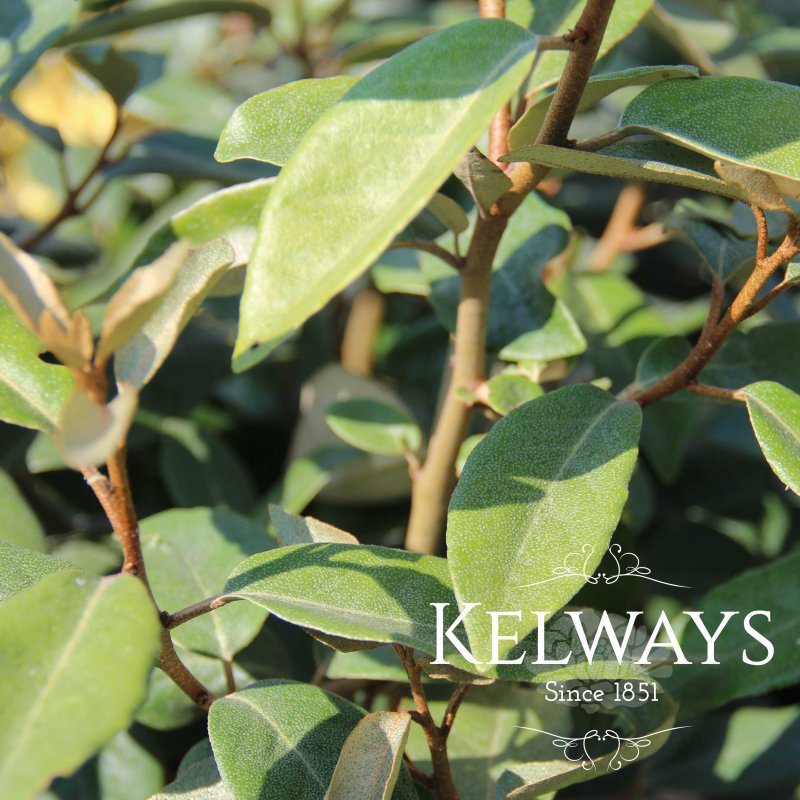 Elaeagnus x ebbingei (5 litre pot)