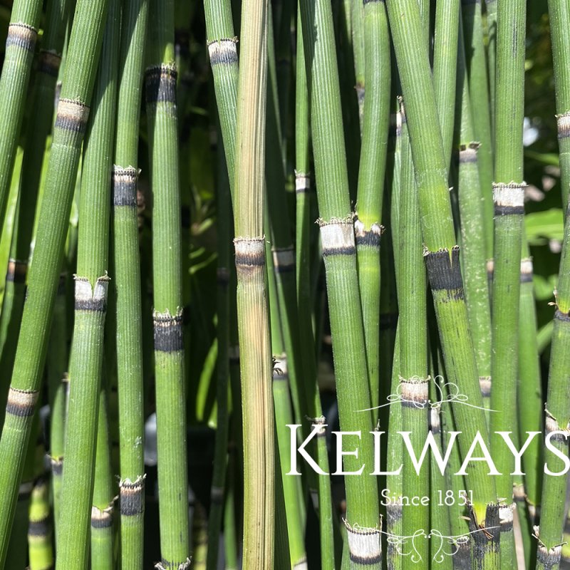 Equisetum hyemale (5 litre pot)