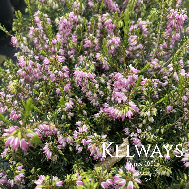 Erica x darleyensis 'Darley Dale' (2 litre pot)