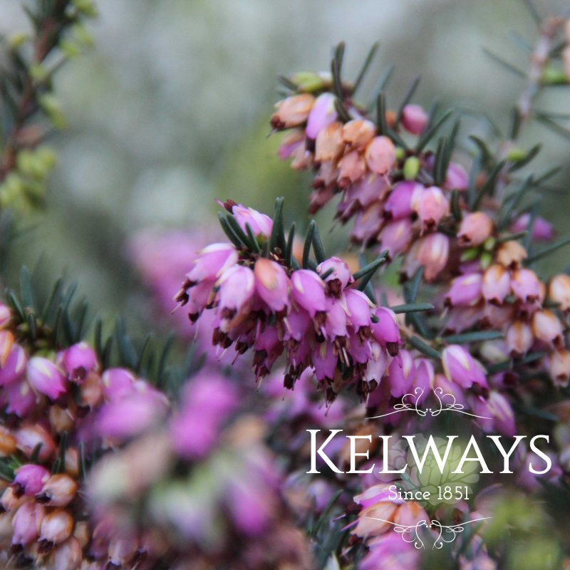 Erica x darleyensis 'Kramer's Rote' (2 litre pot)