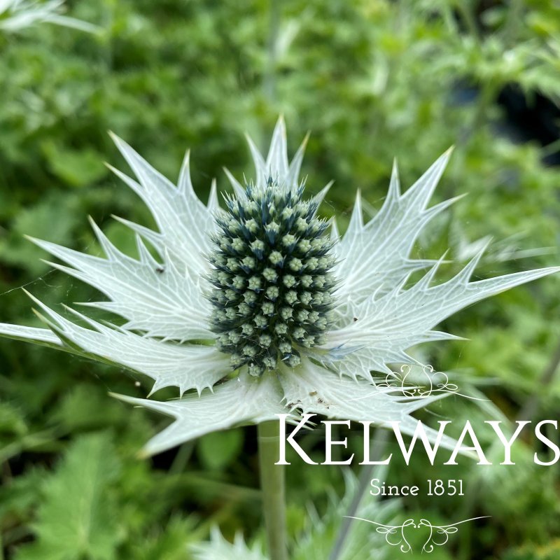 Eryngium giganteum