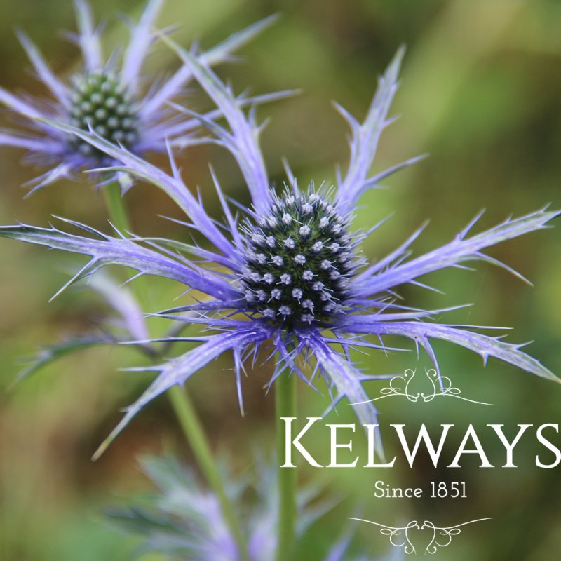 Eryngium x olivierianum 'Pen Blue'