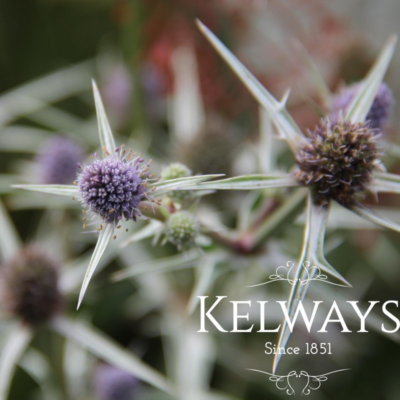 Eryngium variifolium