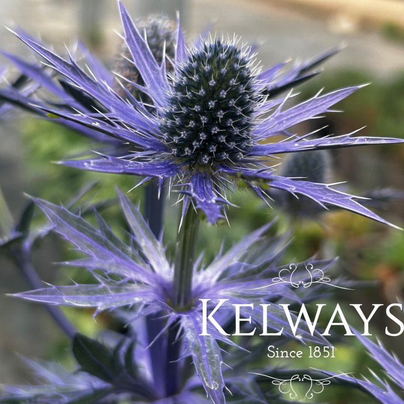 Eryngium x olivierianum Big Blue ('Myersblue' PBR)