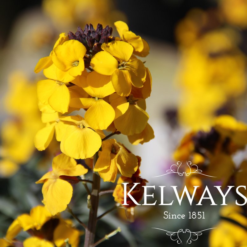 Erysimum 'Walberton's Fragrant Sunshine'