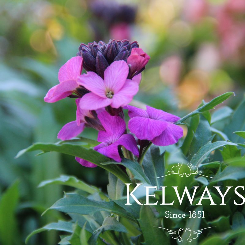 Erysimum 'Winter Joy'