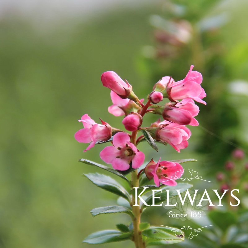 Escallonia 'Apple Blossom'