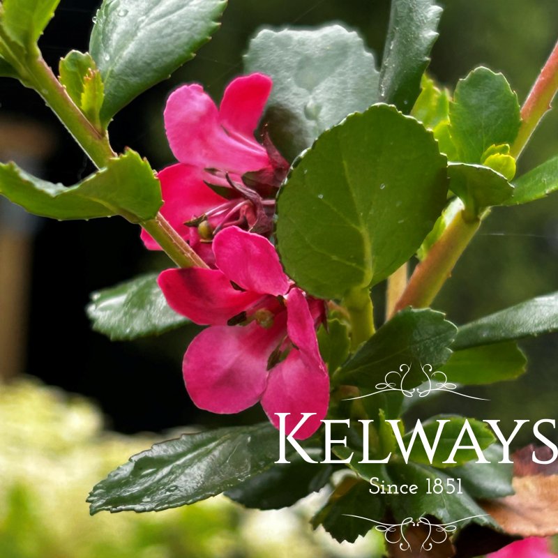 Escallonia 'Donard Radiance'