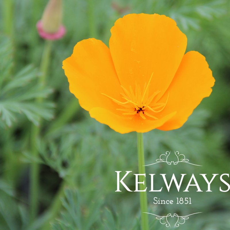 Eschscholzia californica 'Orange King'