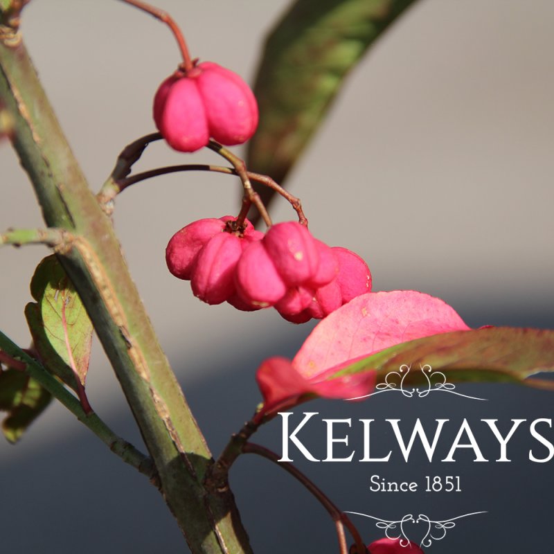 Euonymus alatus