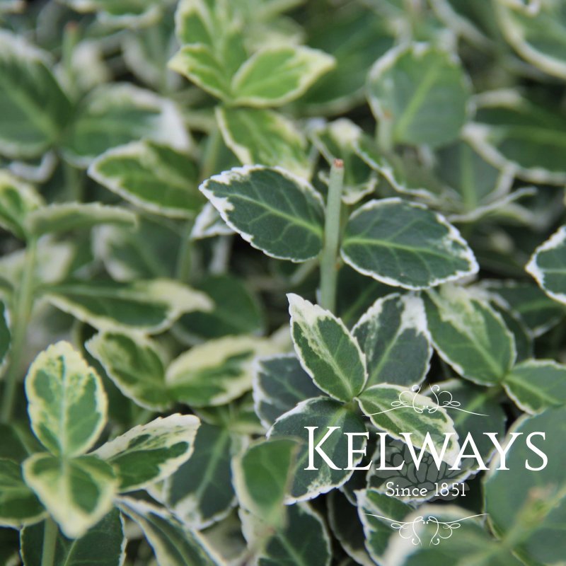 Euonymus fortunei 'Emerald Gaiety' (v)