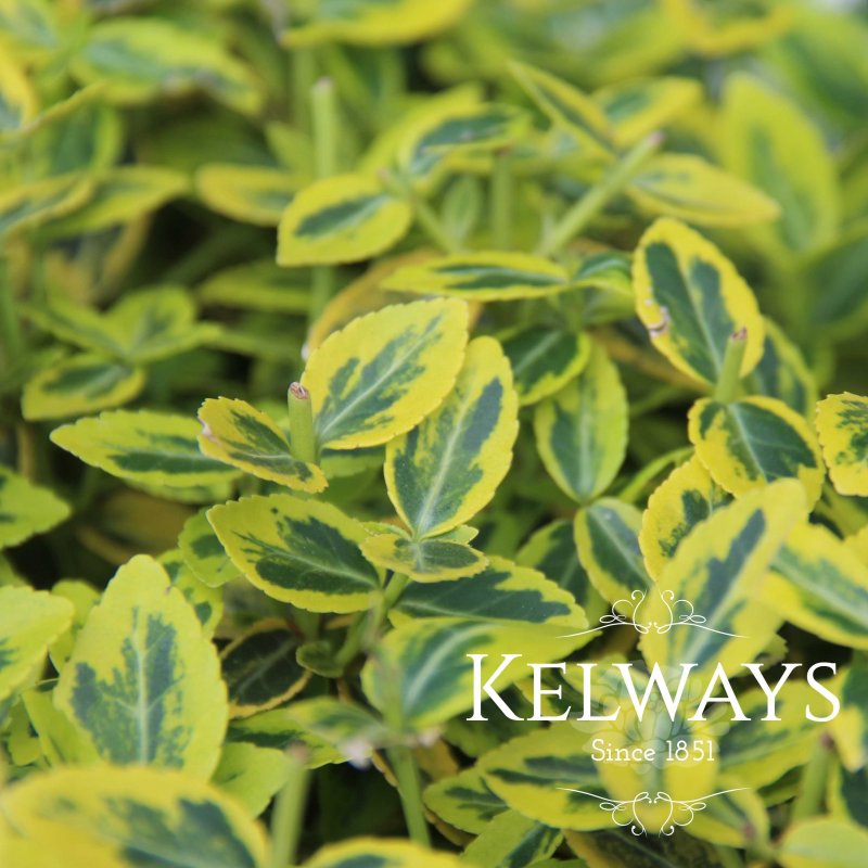 Euonymus fortunei 'Emerald 'n' Gold' (v)