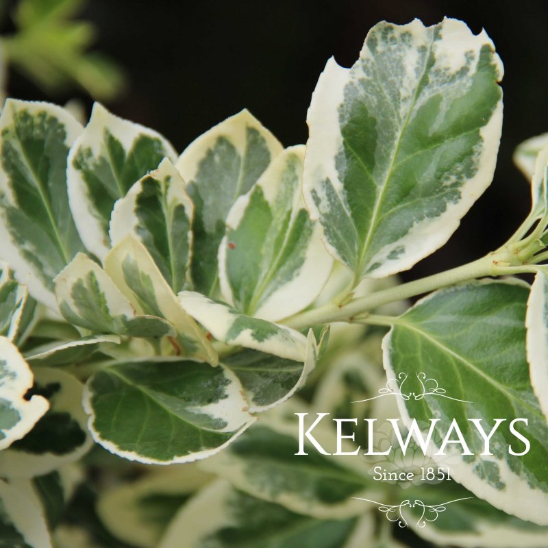 Euonymus fortunei 'Silver Queen' (v)