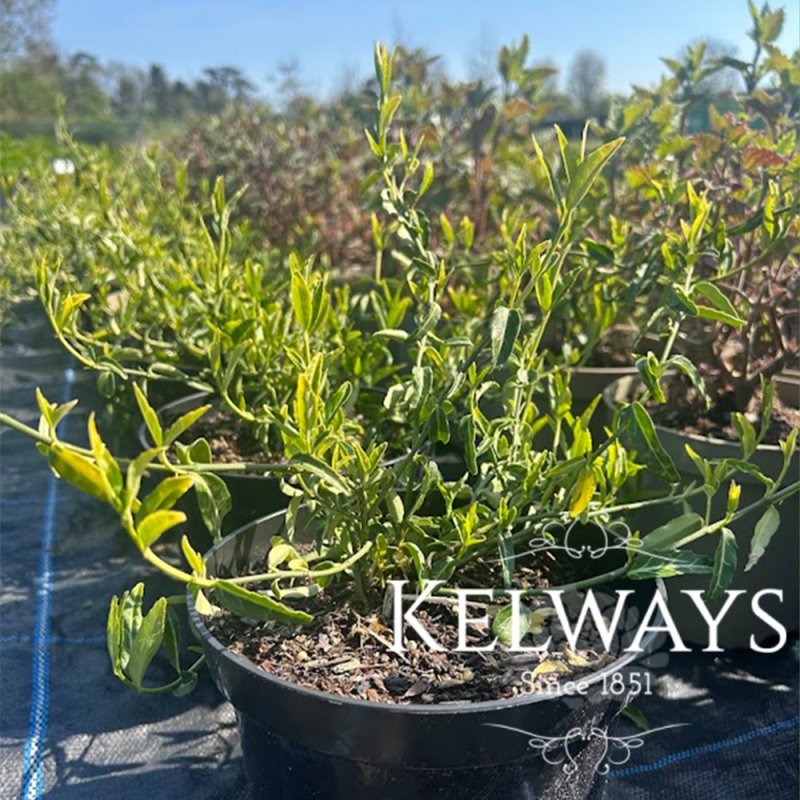 Euonymus fortunei 'Wolong Ghost'