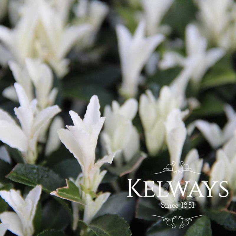 Euonymus japonicus 'Paloma Blanca'