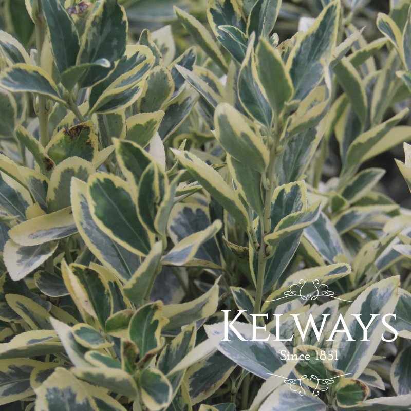 Euonymus japonicus 'Bravo' (v) (3 litre pot)