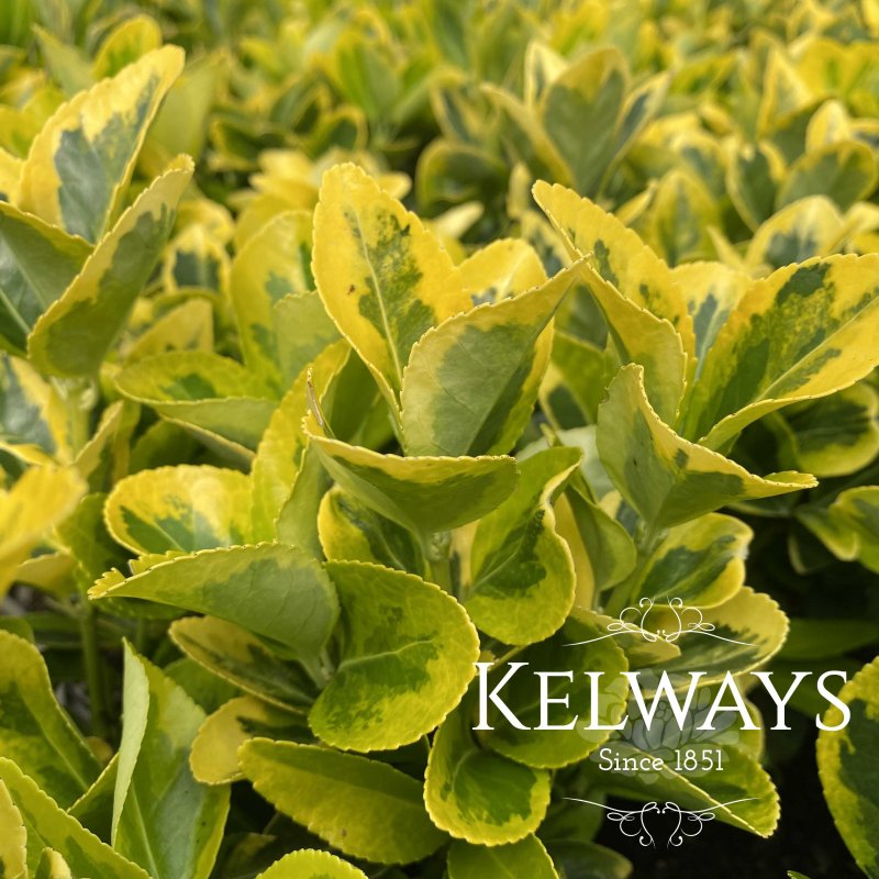Euonymus japonicus 'Ovatus Aureus' (v)