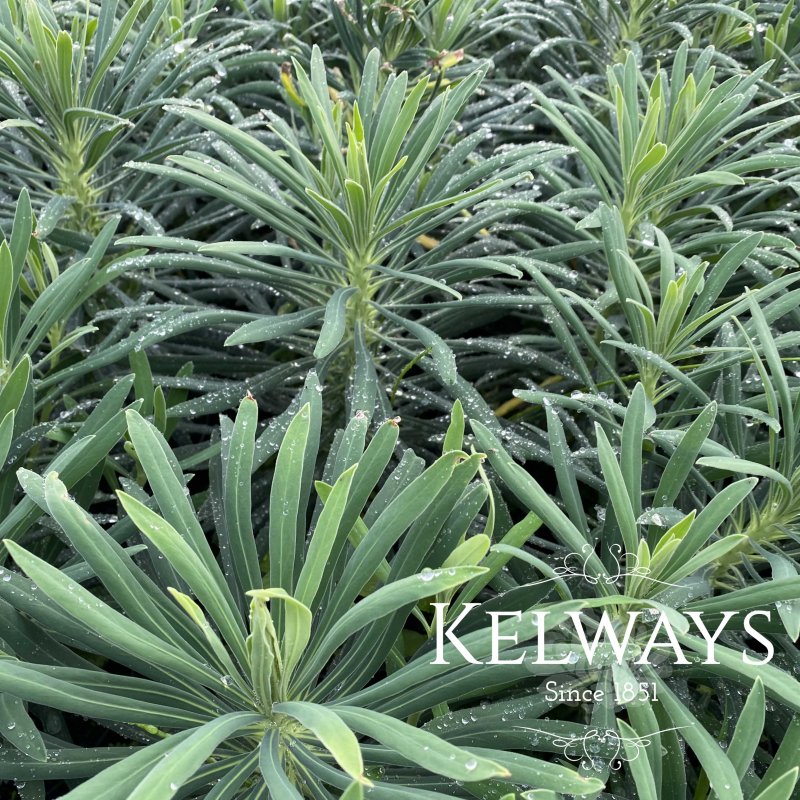 Euphorbia characias subsp wulfenii 'Shorty'